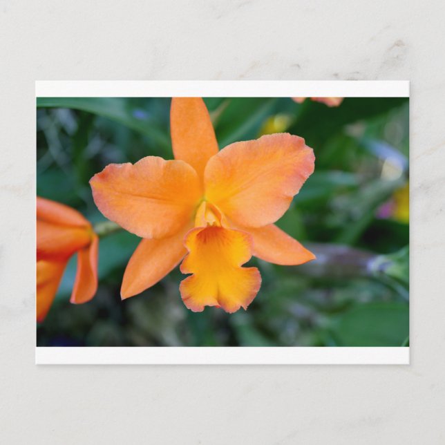 Lachs Orchid Postkarte (Vorderseite)