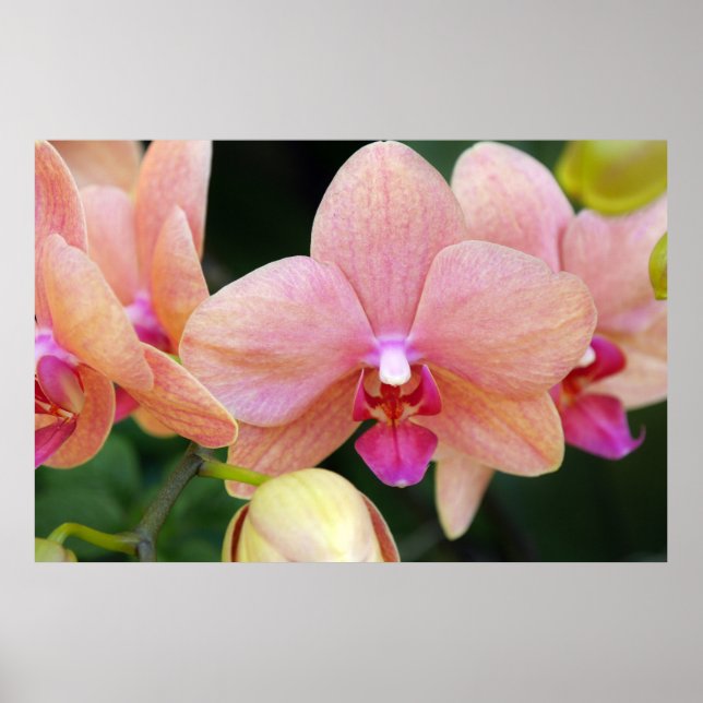 Lachs Orchids Poster (Vorne)