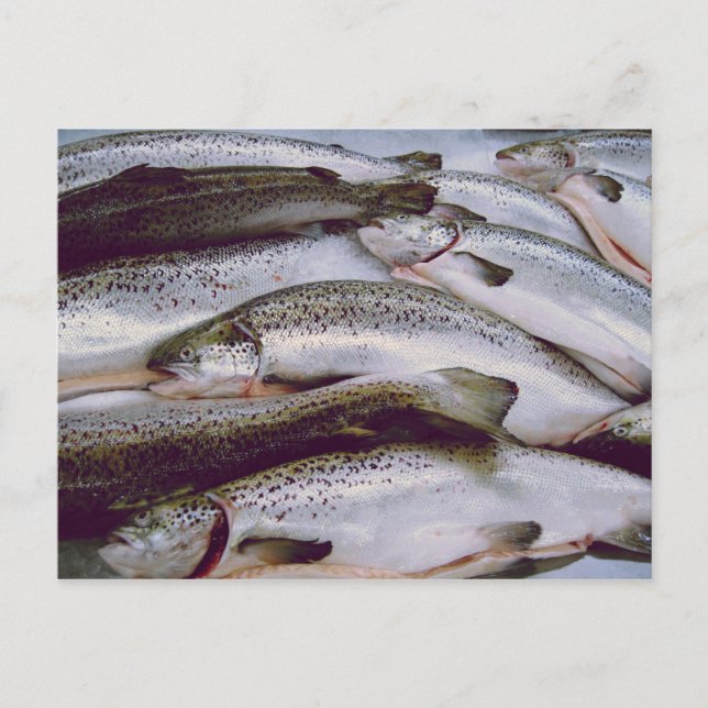 Lachs Postkarte (Vorderseite)
