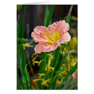 Lachs Ruffled Day Lily