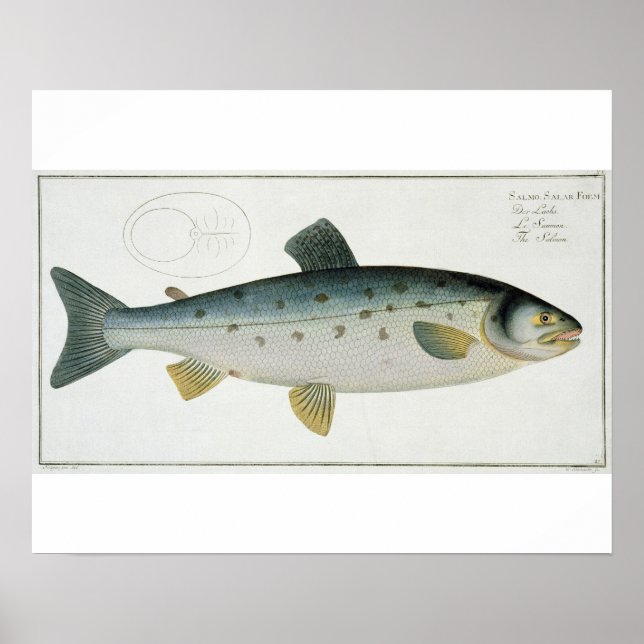 Lachs (Salmo Salar) Platte XX aus "Ichthyologie", Poster (Vorne)