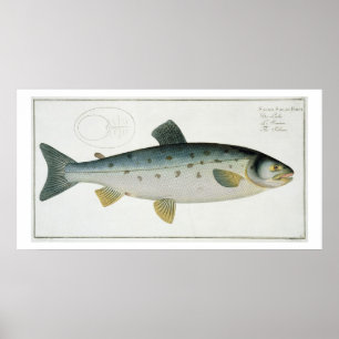 Lachs (Salmo Salar) Platte XX aus "Ichthyologie", Poster