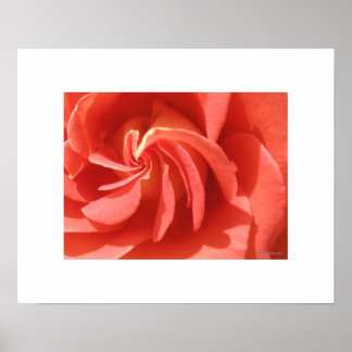 Lachs verzauberte Abend Rose Swirl Poster drucken