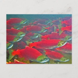 Lachskletterpiste Postkarte