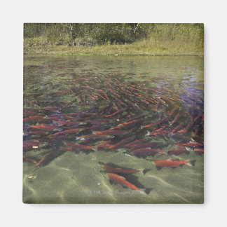 Lachsmahlen aus Red Sockeye in ruhiger Lage und Magnet