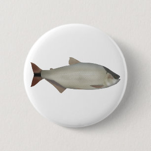 Lachssalmler Button