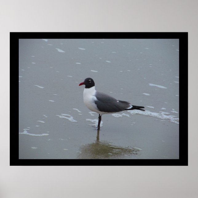 LACHTGOLLE POSING POSTER (Vorne)
