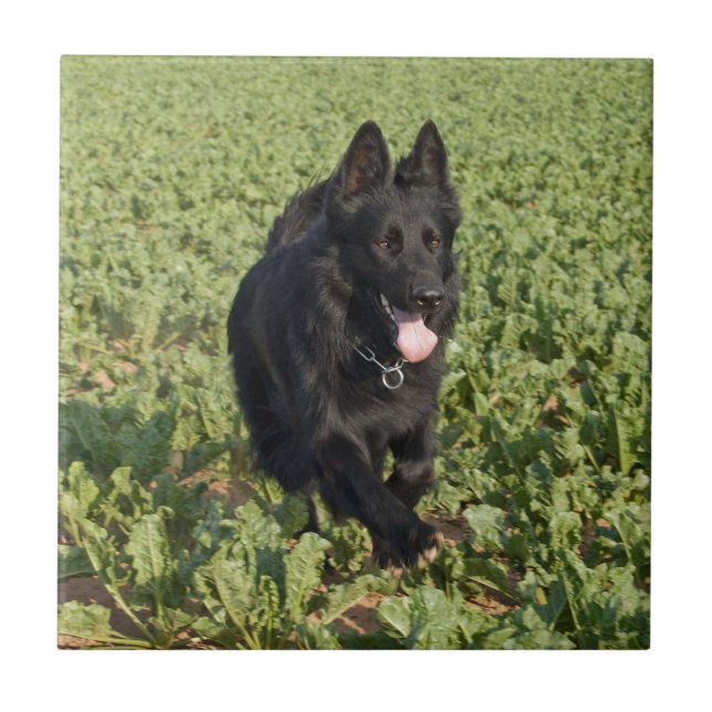 Lack-schwarzer Schäferhund Fliese (Vorderseite)