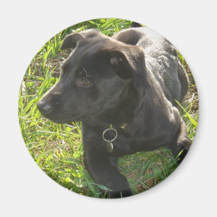 Lack-schwarzer Schäferhund Magnet