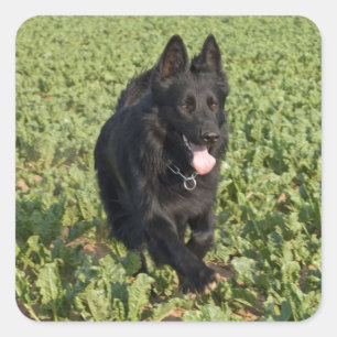 Lacquer Black German Shepherd Quadratischer Aufkleber