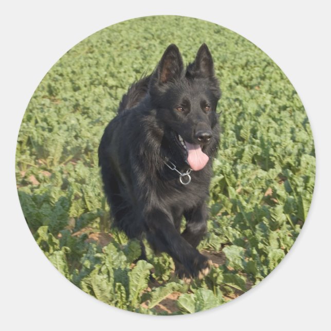 Lacquer Black German Shepherd Runder Aufkleber (Vorderseite)