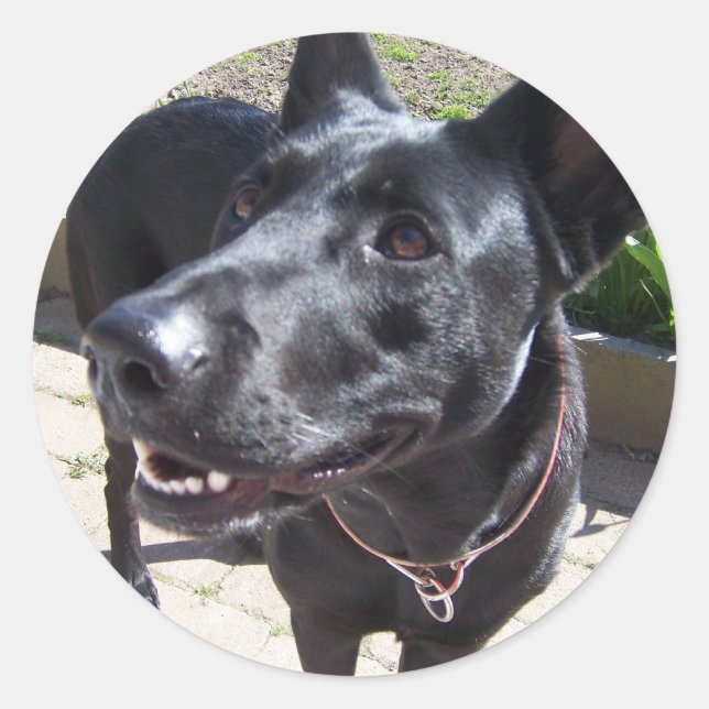Lacquer Black German Shepherd Runder Aufkleber (Vorderseite)