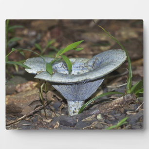 Lactarius indigo Blauer Pilz Fotoplatte