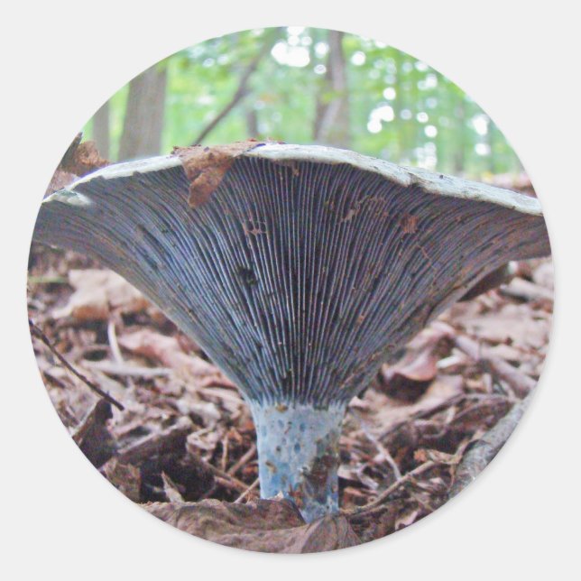 Lactarius indigo Blauer Pilz Runder Aufkleber (Vorderseite)