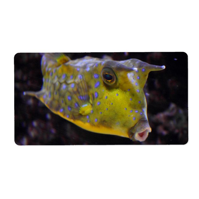 Lactoria cornuta (Vorne)