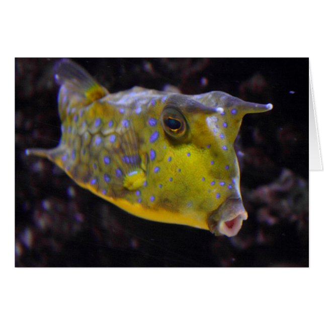 Lactoria cornuta (Vorderseite (Horizontal))