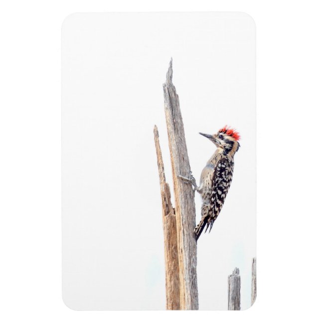 Ladder-Backed Woodpecker Magnet (Vertikal)