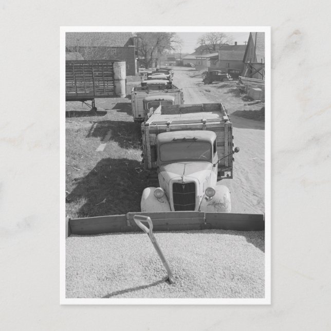 Ladungen von Mais ohne Schale Postkarte (Vorderseite)