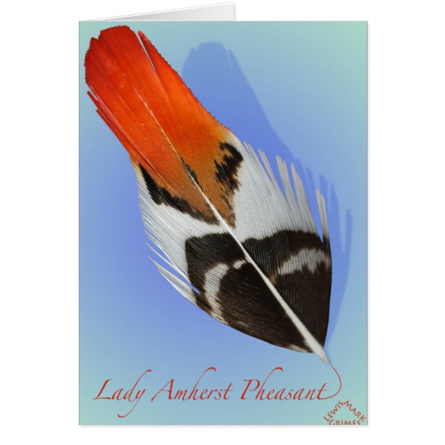 Lady Amherst Pheasant Flank (Vorne)