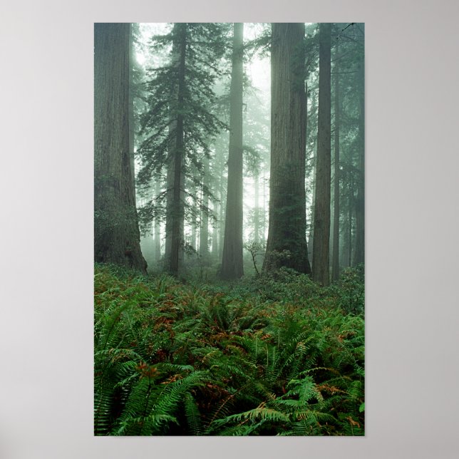 Lady Bird Johnson Grove Poster (Vorne)