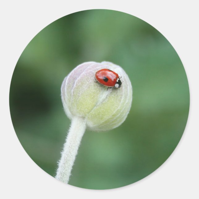 Lady Bird Stickers (Vorderseite)