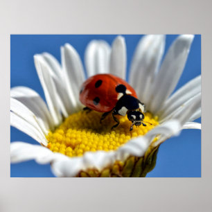 Lady Bug auf daisy Tasse Mouse Pad Poster