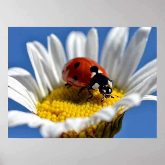Lady Bug auf daisy Tasse Mouse Pad Poster (Vorne)
