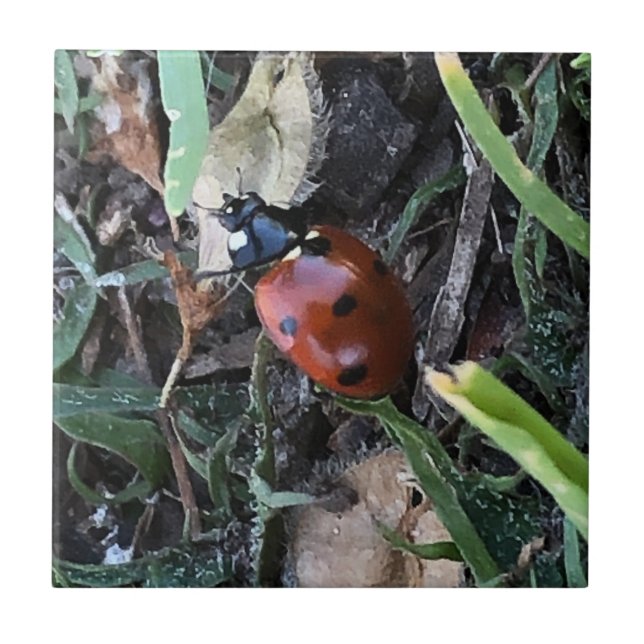 Lady Bug Fliese (Vorderseite)