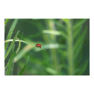 Lady Bug Fotodruck