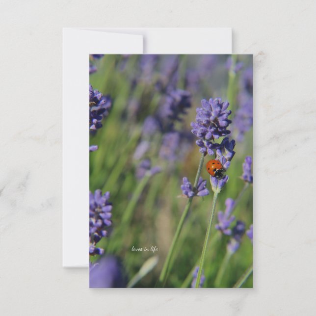 Lady Bug & Lavender Mitteilungskarte (Vorderseite)