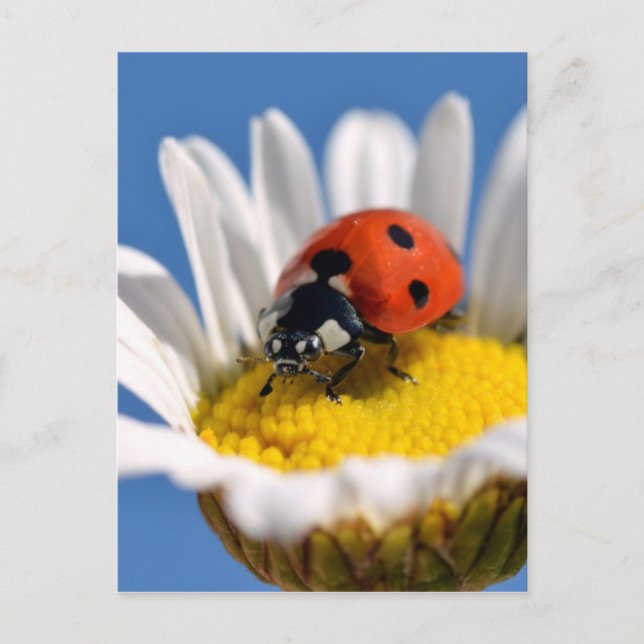 Lady bug on daisy postkarte (Vorderseite)