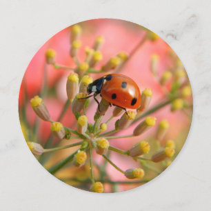 Lady-Bug-Party Einladung