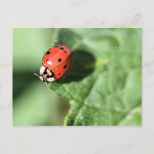 Lady Bug Postkarte