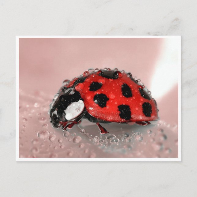 Lady Bug Postkarte (Vorderseite)