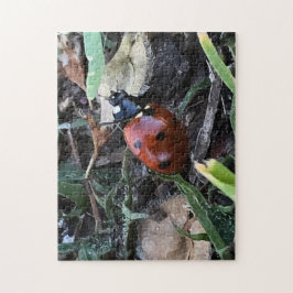Lady Bug Puzzle