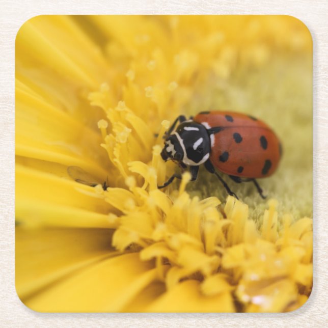 Lady Bug Rechteckiger Pappuntersetzer (Vorderseite)