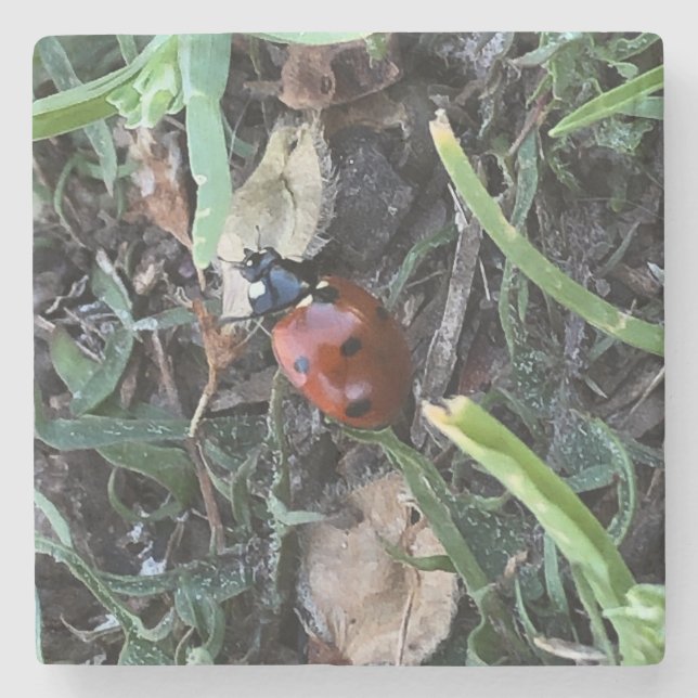 Lady Bug Steinuntersetzer (Vorderseite)
