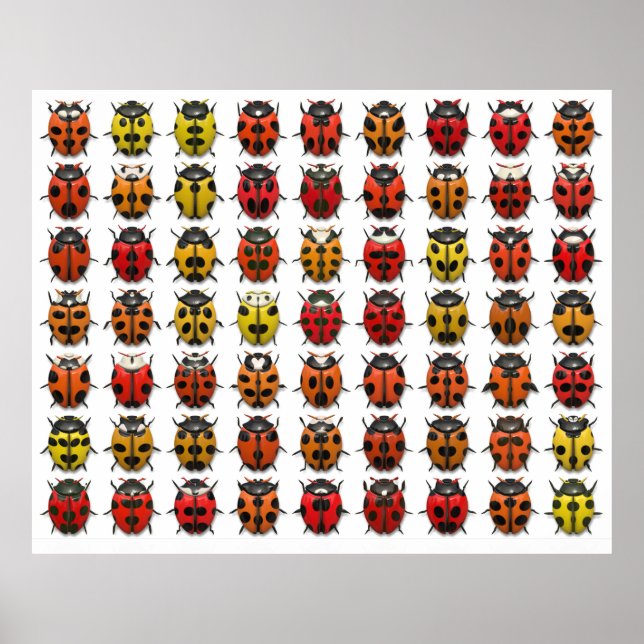 Lady Bugs 1 Poster (Vorne)