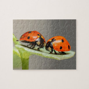 Lady Bugs Jigsaw Puzzle