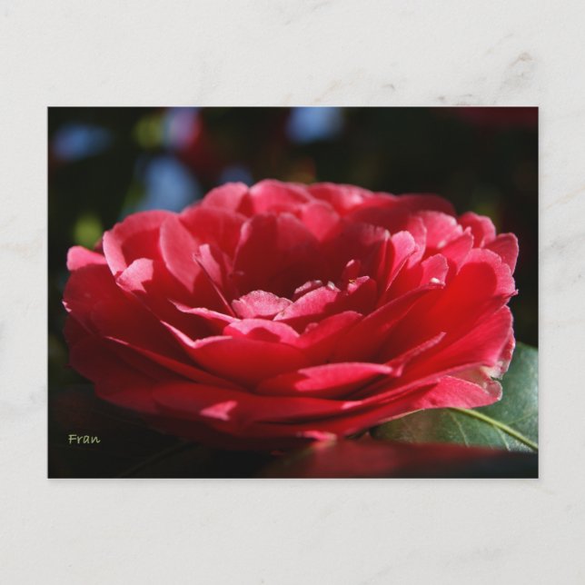 Lady Camellia Postkarte (Vorderseite)