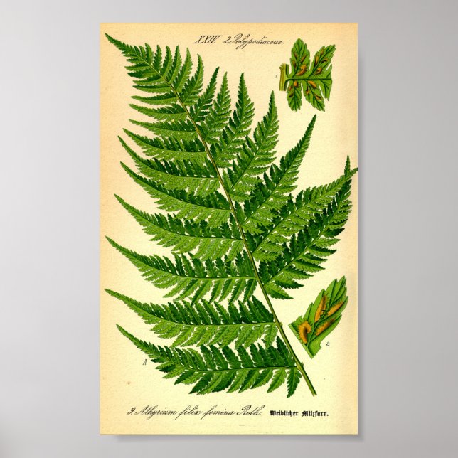 Lady Fern (Athyrium filix-femina) Poster (Vorne)