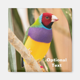 Lady Gouldian Finch Magnet