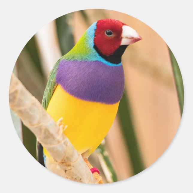 Lady Gouldian Finch Runder Aufkleber (Vorderseite)