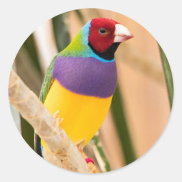 Lady Gouldian Finch Runder Aufkleber