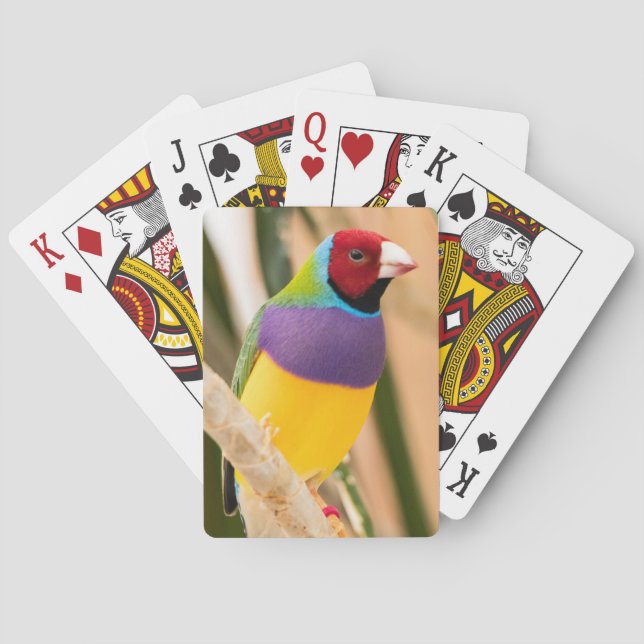 Lady Gouldian Finch Spielkarten (Rückseite)