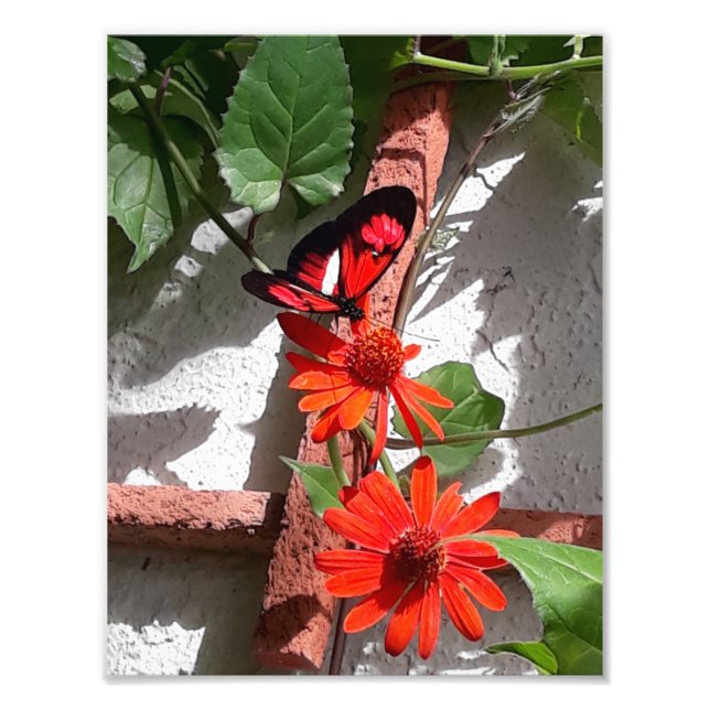 Lady in Red Limited Edition Fotodruck (Vorne)