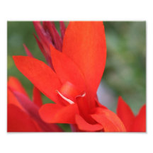 "Lady in Red" Red Canna Lily Closeup Foto Print