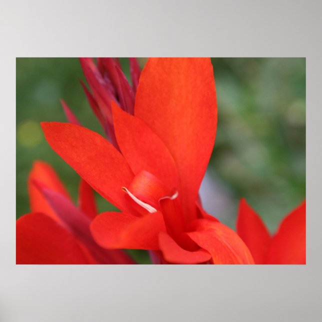 "Lady in Red" Red Canna Lily Closeup Poster (Vorne)
