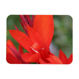 "Lady in Red" Red Canna Lily Foto Magnet