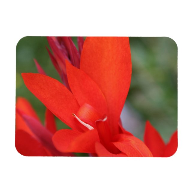 "Lady in Red" Red Canna Lily Foto Magnet (Horizontal)